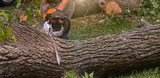 How Our Tree Care Process Works  in  Big Bend, WI